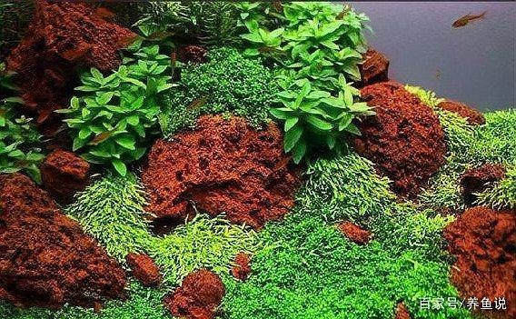 凈化水最狠的5種石頭 龍魚百科 第11張 凈化水最狠的5種石頭 凈化水最狠的5種石頭 龍魚百科 第11張