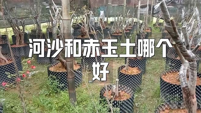 河沙和赤玉土哪個好 河沙和赤玉土哪個好 龍魚論壇 第1張