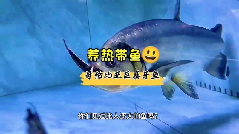 哥倫比亞巨暴魚好養嗎