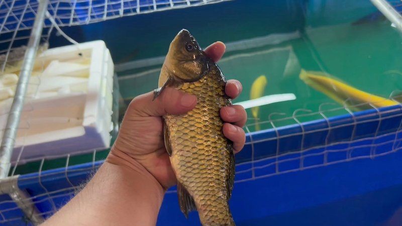 巨骨舌魚vs招財貓魚 巨骨舌魚vs招財貓魚 龍魚百科 第20張