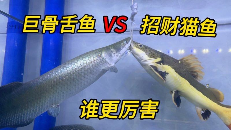 巨骨舌魚vs招財貓魚 巨骨舌魚vs招財貓魚 龍魚百科 第22張