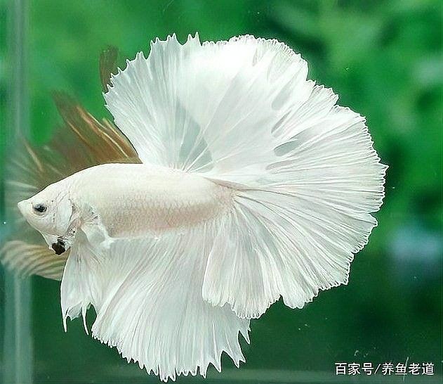 爛尾魚還可以自行恢復(fù)嗎 爛尾魚還可以自行恢復(fù)嗎 龍魚百科 第11張