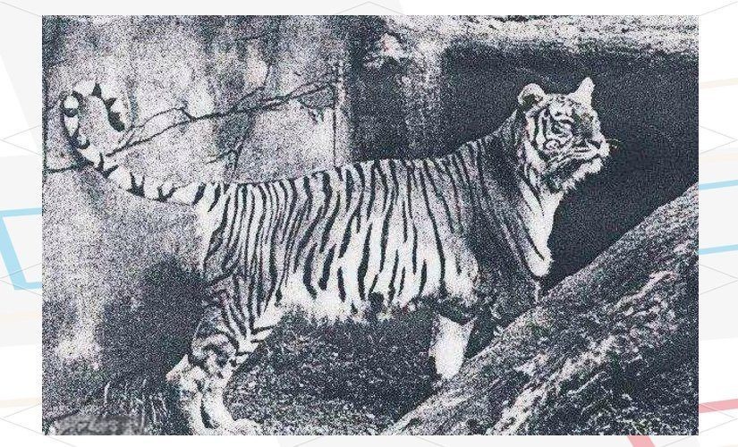 海虎滅絕動物 海虎滅絕動物 龍魚論壇 第5張