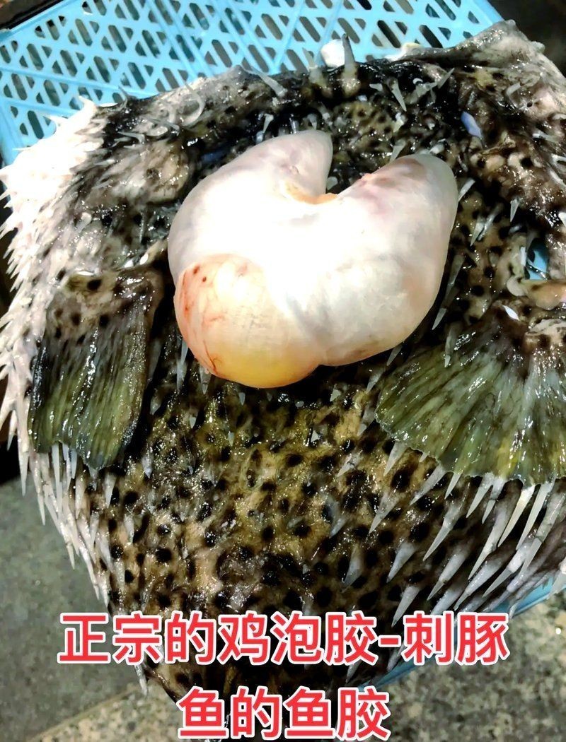 和河豚魚很像的一種魚