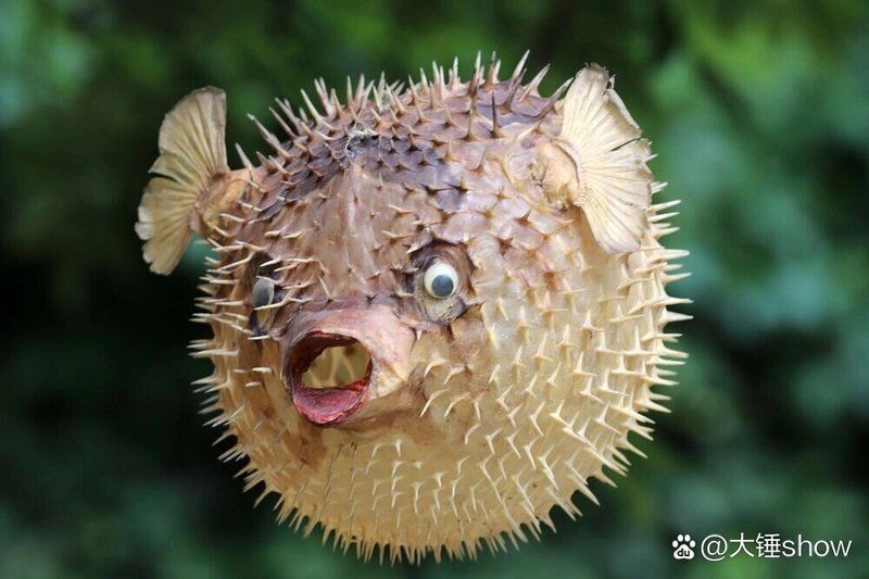 和河豚魚很像的一種魚