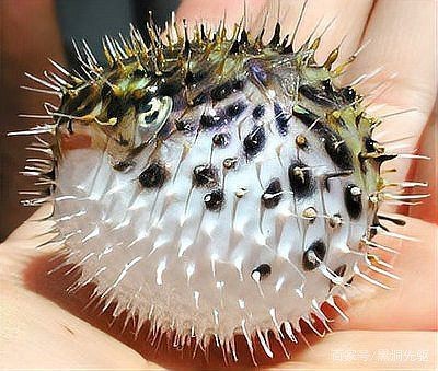 和河豚魚很像的一種魚