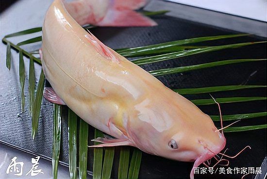 和河豚魚很像的一種魚