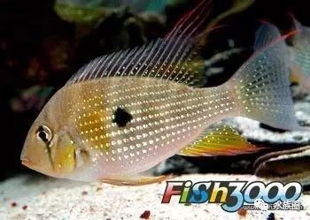 和尚頭魚俗稱叫啥魚