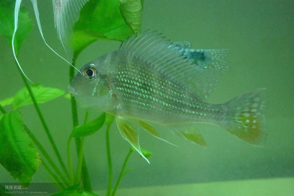 關刀魚和朱巴力的區別