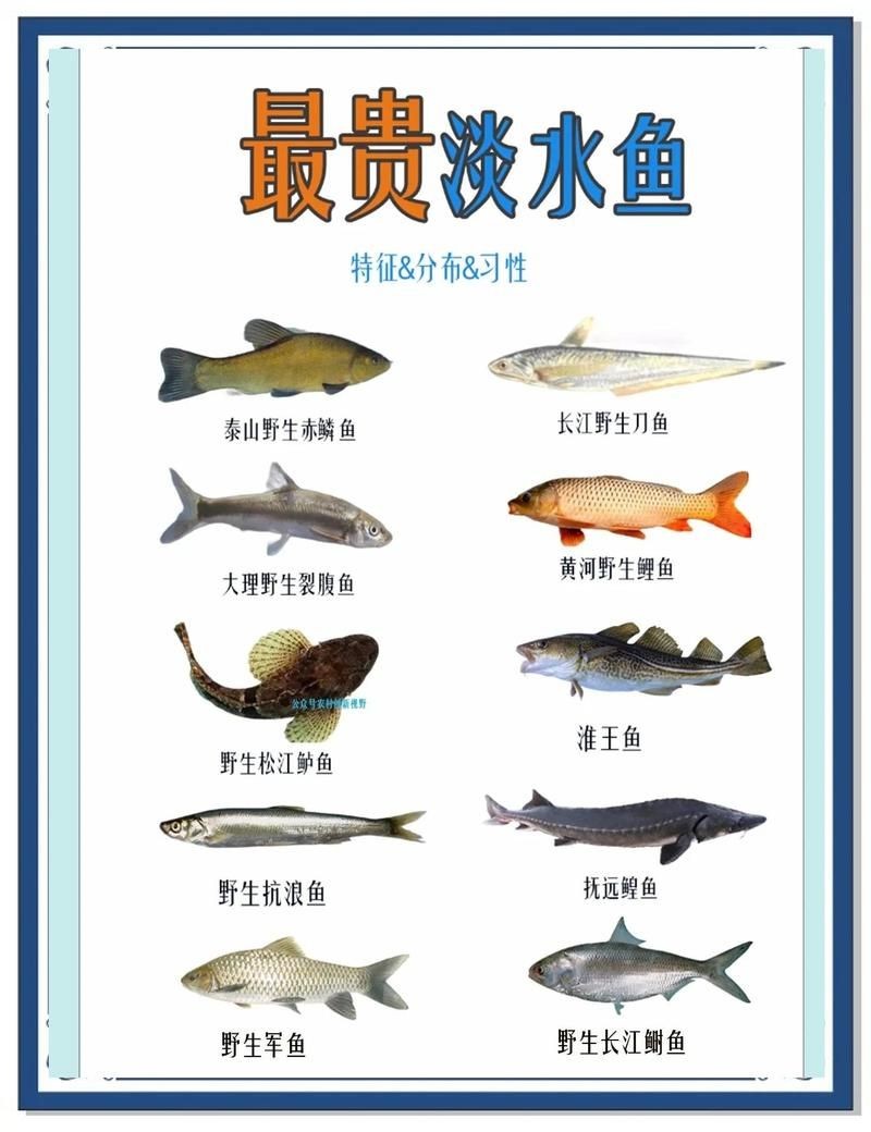 和尚魚市場價格表2023最新