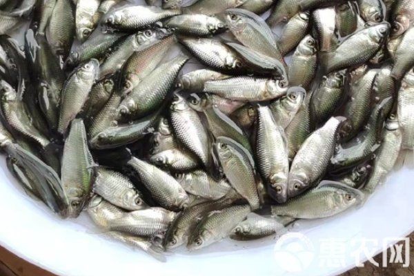各種魚苗批發 淡水魚 各種魚苗批發 淡水魚 全國水族館企業名錄 第3張