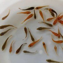各種魚苗批發 淡水魚 各種魚苗批發 淡水魚 全國水族館企業名錄 第7張