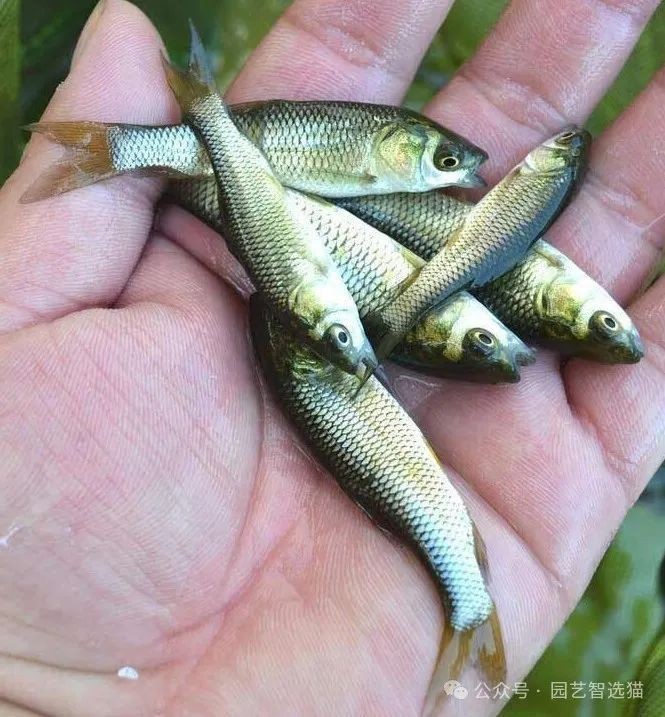 各種魚苗批發 淡水魚 各種魚苗批發 淡水魚 全國水族館企業名錄 第14張
