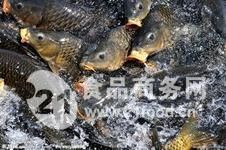 各種魚苗批發 淡水魚 各種魚苗批發 淡水魚 全國水族館企業名錄 第13張