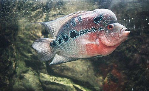 古典羅漢魚起頭前征兆