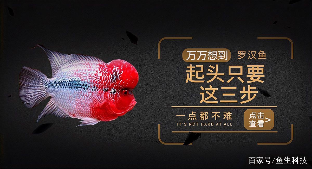 古典羅漢魚起頭前征兆