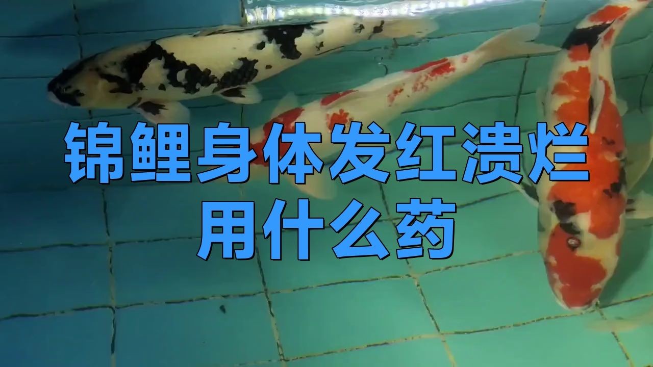 白錦鯉身體發紅用什么藥 白錦鯉身體發紅用什么藥 龍魚百科 第8張