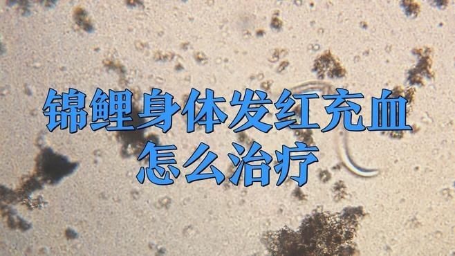白錦鯉身體發紅用什么藥 白錦鯉身體發紅用什么藥 龍魚百科 第5張