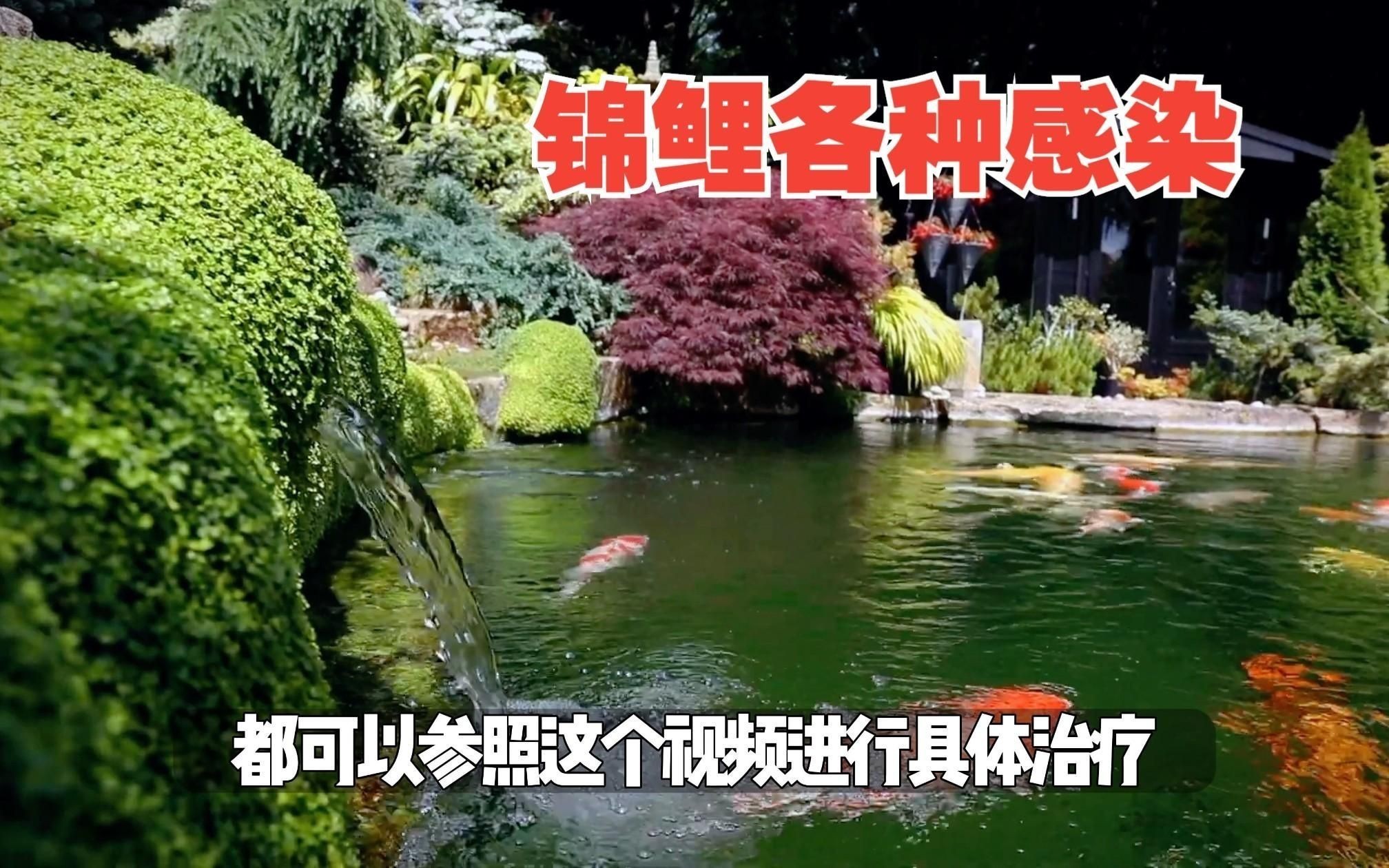 白錦鯉身體發紅用什么藥 白錦鯉身體發紅用什么藥 龍魚百科 第7張