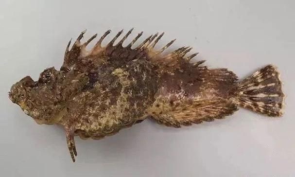 海老虎魚圖片