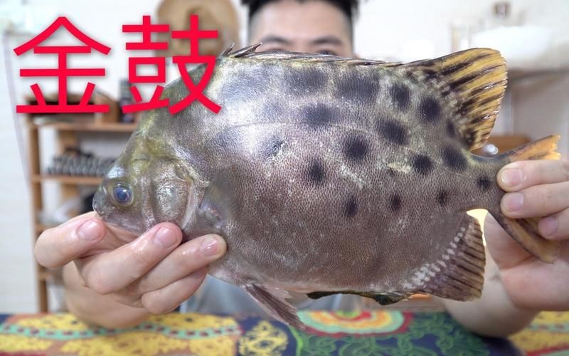 海老虎魚圖片
