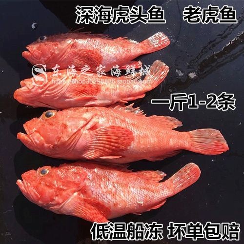 海老虎魚圖片