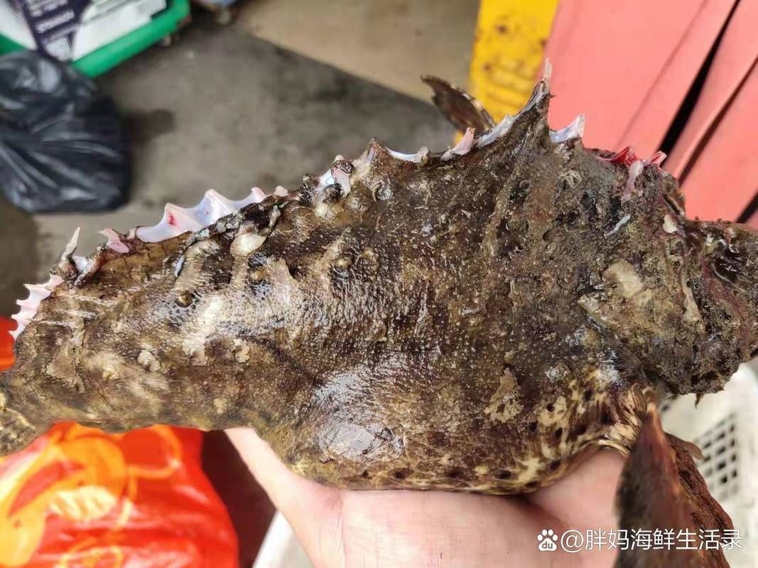 海老虎魚圖片