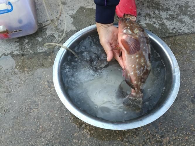 龍魚水泡病的預防清單和日常護理要點，龍魚水泡病會自愈嗎，治療龍魚水泡病的常用藥物