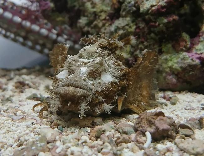 海老虎魚圖片