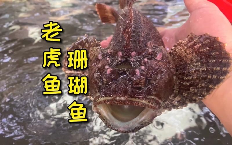 海老虎魚圖片