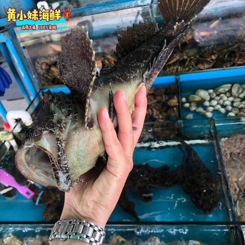 海老虎魚圖片