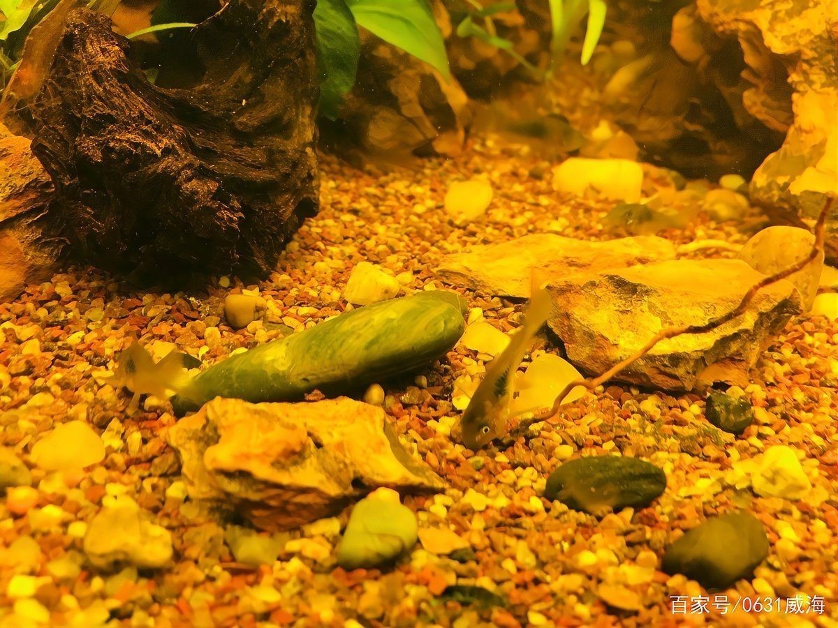 咖啡鼠魚的缺點及危害