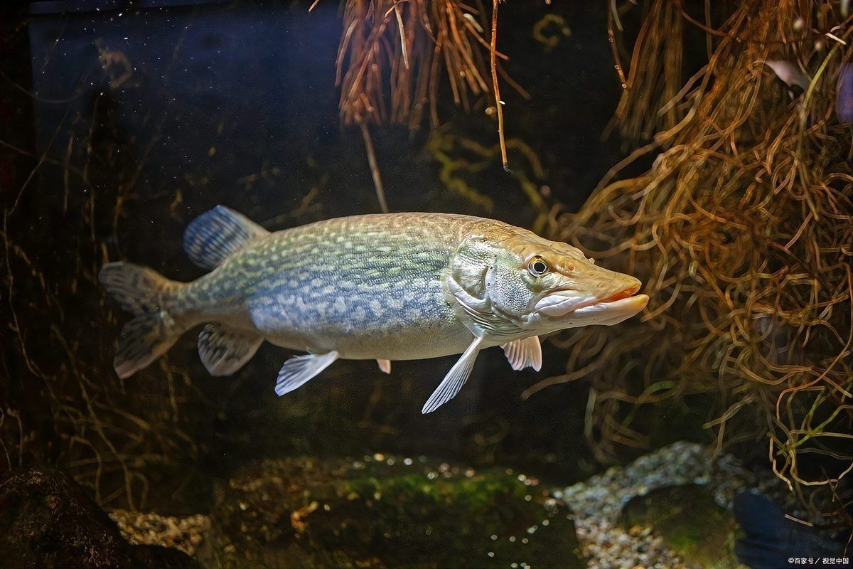 咖啡鼠魚的缺點及危害