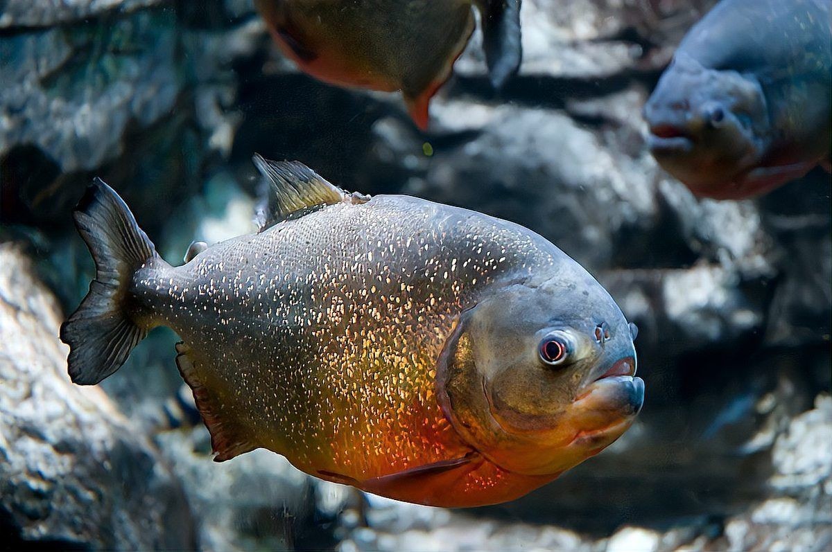 巨骨舌魚需要打氧嗎 龍魚百科 第6張 巨骨舌魚需要打氧嗎 巨骨舌魚需要打氧嗎 龍魚百科 第6張