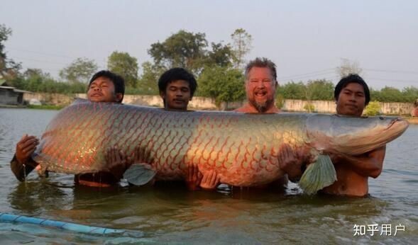 巨骨舌魚打得過鱷魚嗎