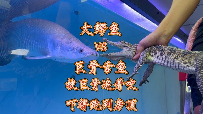 巨骨舌魚打得過鱷魚嗎