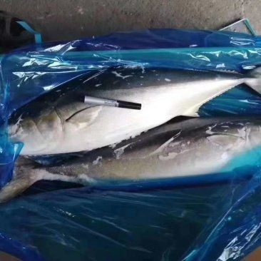 海魚多少一斤算正常 海魚多少一斤算正常 龍魚論壇 第6張