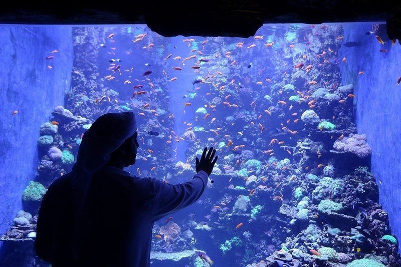 國(guó)家水族館名錄查詢最新消息