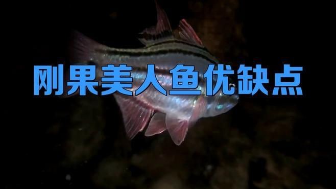 剛果美人為什么不建議養(yǎng) 龍魚(yú)論壇 第9張 剛果美人為什么不建議養(yǎng) 剛果美人為什么不建議養(yǎng) 龍魚(yú)論壇 第9張