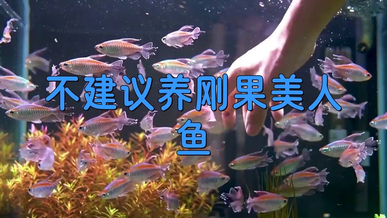 剛果美人為什么不建議養(yǎng) 龍魚(yú)論壇 第5張 剛果美人為什么不建議養(yǎng) 剛果美人為什么不建議養(yǎng) 龍魚(yú)論壇 第5張