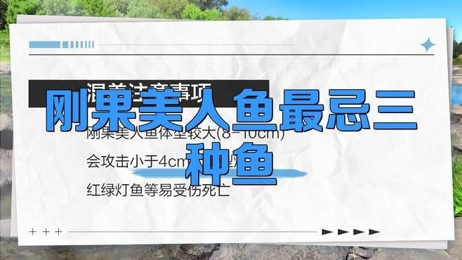 剛果美人為什么不建議養(yǎng) 龍魚(yú)論壇 第11張 剛果美人為什么不建議養(yǎng) 剛果美人為什么不建議養(yǎng) 龍魚(yú)論壇 第11張