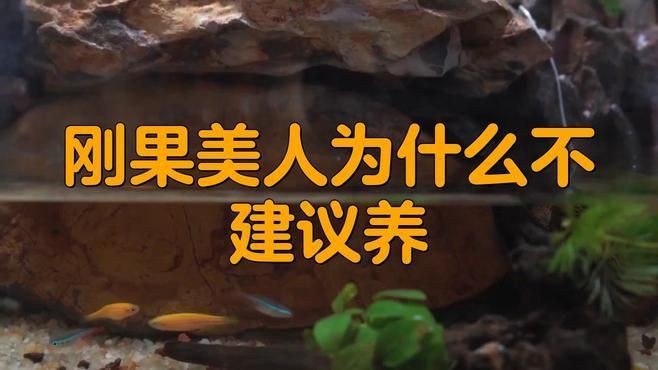 剛果美人為什么不建議養(yǎng) 龍魚(yú)論壇 第7張 剛果美人為什么不建議養(yǎng) 剛果美人為什么不建議養(yǎng) 龍魚(yú)論壇 第7張