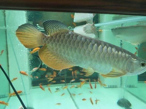過背金龍魚養(yǎng)多久才上色，過背金龍魚養(yǎng)多久才上色？影響因素、飼養(yǎng) 過背金龍魚養(yǎng)多久才上色，過背金龍魚養(yǎng)多久才上色？影響因素、飼養(yǎng) 龍魚百科 第11張