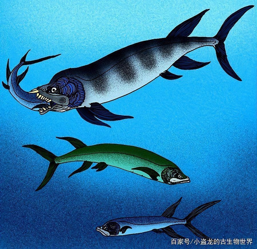 劍射魚還存在嗎，射魚是否仍存在于