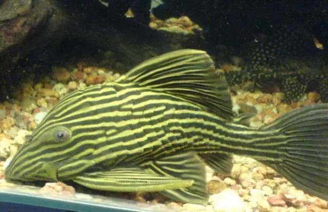 好養的異形魚排名，幾種好養的異形魚推薦排名