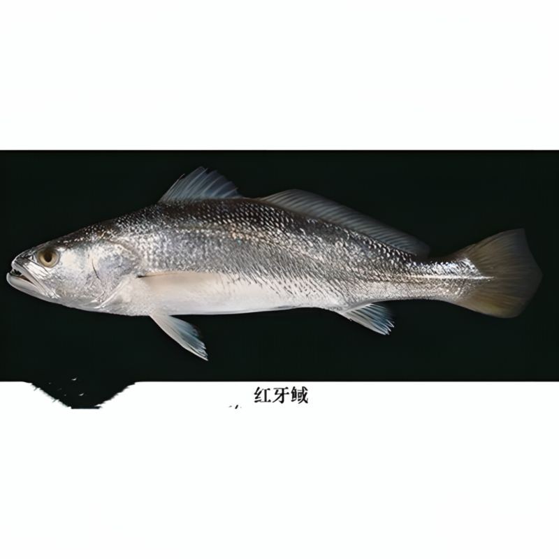 卡宴巨牙Vs紅斑牙魚，宴巨牙與紅斑牙魚的巔峰 卡宴巨牙Vs紅斑牙魚，宴巨牙與紅斑牙魚的巔峰 龍魚百科 第4張