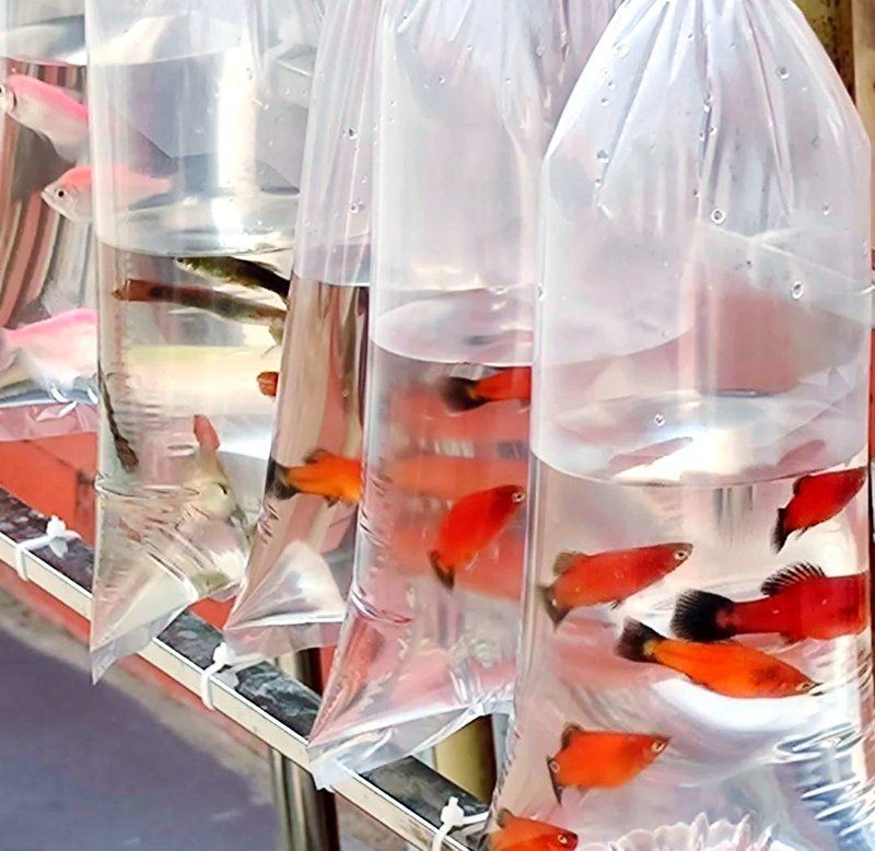 太原魚缸批發市場，魚缸批發 太原魚缸批發市場，魚缸批發 全國水族館企業名錄 第3張