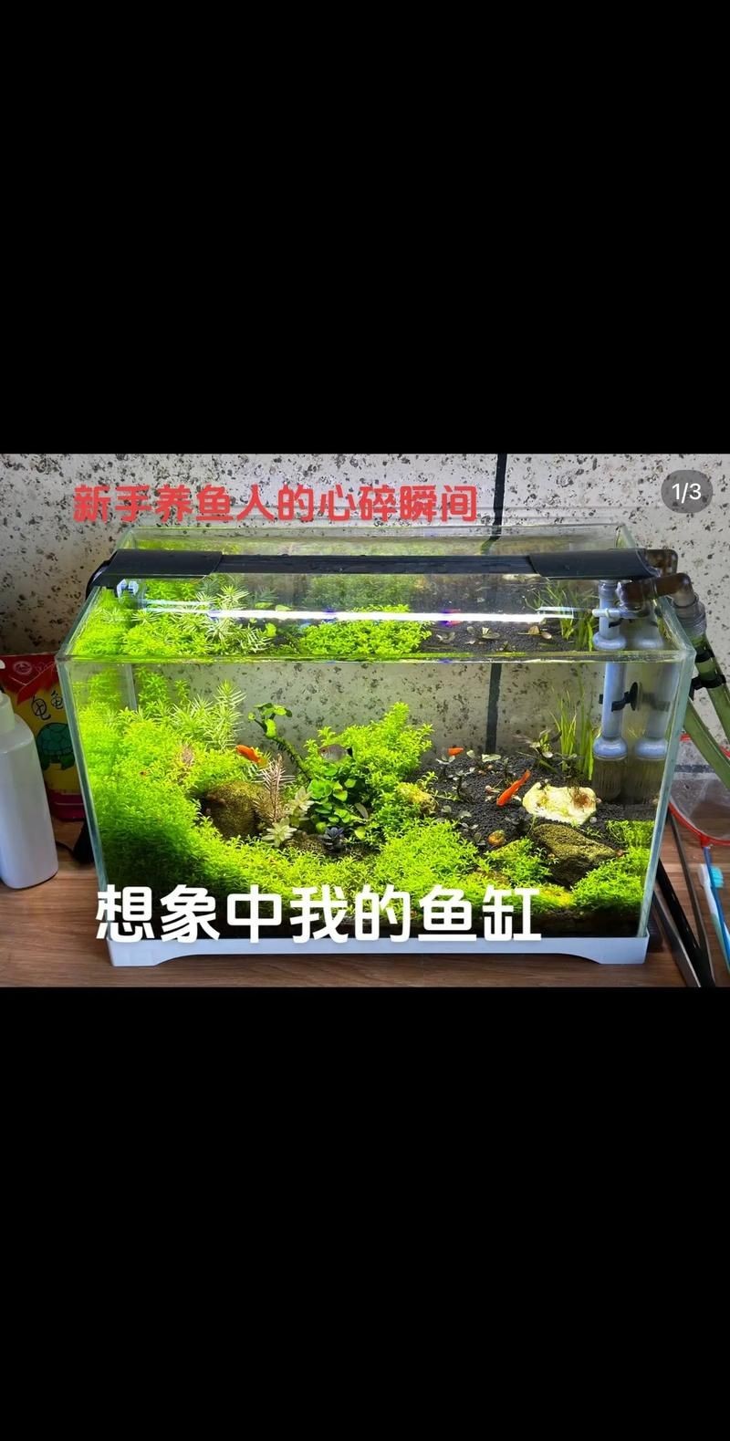 家庭魚缸養魚品種圖片,魚缸熱門觀賞魚品種精選及高清圖片 龍魚論壇 第2張 家庭魚缸養魚品種圖片,魚缸熱門觀賞魚品種精選及高清圖片 家庭魚缸養魚品種圖片,魚缸熱門觀賞魚品種精選及高清圖片 龍魚論壇 第2張