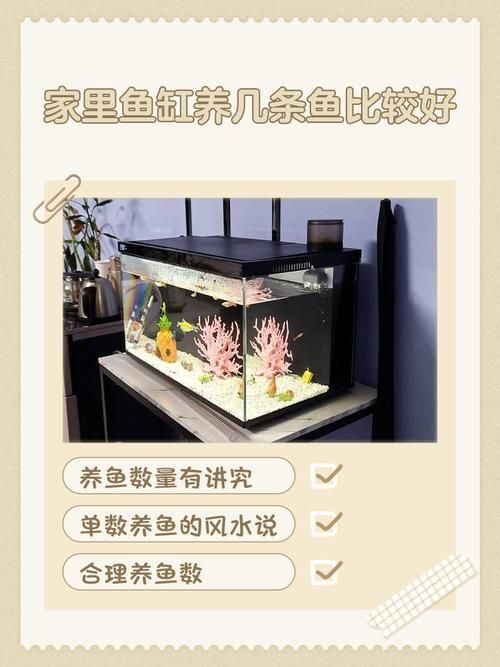 家庭魚缸養魚品種圖片,魚缸熱門觀賞魚品種精選及高清圖片 龍魚論壇 第1張 家庭魚缸養魚品種圖片,魚缸熱門觀賞魚品種精選及高清圖片 家庭魚缸養魚品種圖片,魚缸熱門觀賞魚品種精選及高清圖片 龍魚論壇 第1張