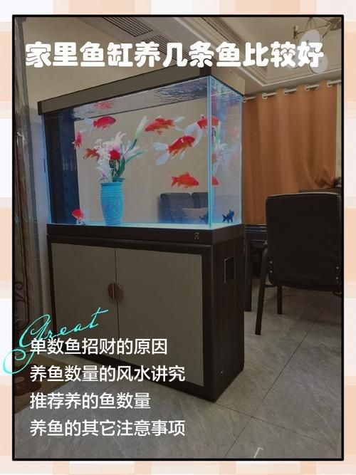 家庭魚缸養魚品種圖片,魚缸熱門觀賞魚品種精選及高清圖片 龍魚論壇 第14張 家庭魚缸養魚品種圖片,魚缸熱門觀賞魚品種精選及高清圖片 家庭魚缸養魚品種圖片,魚缸熱門觀賞魚品種精選及高清圖片 龍魚論壇 第14張
